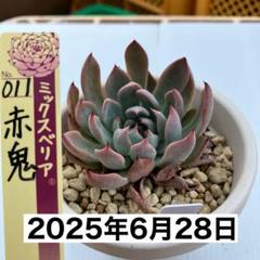 2025年最新】ミックス 札のみの人気アイテム - メルカリ