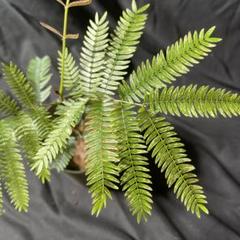 エバーフレッシュ 実生 ミント総柄斑 (Pithecellobium confertum