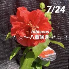 ②*:ஐ開花が長い*:ஐ八重咲き・ハイビスカス・苗木【アドニス