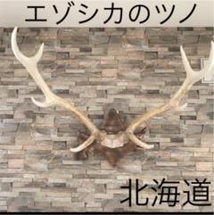 蝦夷鹿　ハンティングトロフィー　台座、金具付き 鹿のハンティングトロフィー | 博物と古物の奇妙な雑貨店