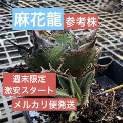2025年最新】キングアーサー アガベの人気アイテム - メルカリ