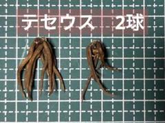 ラナンキュラスラックス　テセウス　2球のサムネイル