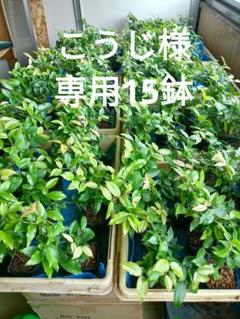 ジャボチカバ実生苗 専用15鉢 （ジャボチカバ苗 (四季なり種