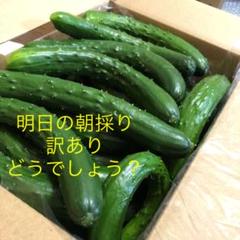 農家直送新鮮キュウリ即購入OKきゅうり胡瓜