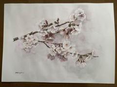 水彩画　桜　さくら　春　美術　アート　インテリア　絵画　ホワイトワトソン紙 水彩画 桜 さくら 春 美術 アート インテリア 絵画 ホワイト