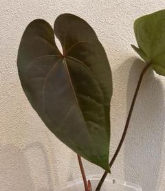 アンスリウムace of spades✖️ red dark phoenix Buy Rare Anthurium Ace of Spades (AOS) X Red Phoenix