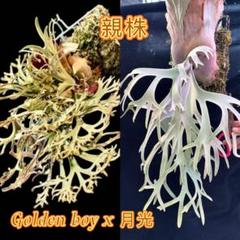 「ドワーフ特選」ビカクシダwillinckii Golden Boy spore Yahoo!オークション - Platycerium willinckii “GoldenBoy