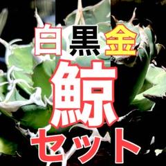 2025年最新】アガベ チタノタ セットの人気アイテム - メルカリ