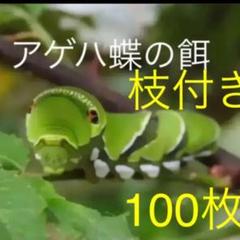 アゲハ 幼虫の中古 未使用品を探そう メルカリ アゲハ 幼虫の中古 未使用品を探そう メルカリ