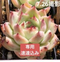 最安 速達】中里リンゼアナ×ラパス 抜き苗 交配苗 希少 エケベリア その他多肉植物