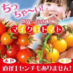 【嬉しいセット】マイクロトマト赤色・黄色の種 各10粒ずつ20粒(長野県産)