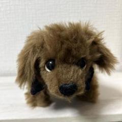 ダックスくん　テディドッグ