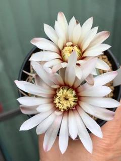 狂刺 スーパー バッテリー 実生 太刺 鉢植えメルカリ便送料込み 狂刺 スーパーバッテリー 実生 鉢植えメルカリ便送料込み - メルカリ