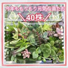 苗屋さんの多肉植物