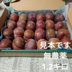 2025年最新】鹿児島 すももの人気アイテム - メルカリ