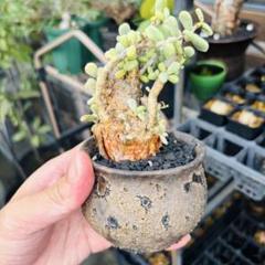 【平井悠一】y鉢 作家鉢 植木鉢 パキプス アガベ 細川政己 中川智治 平井悠一】y鉢 作家鉢 植木鉢 パキプス アガベ 細川政己 中川