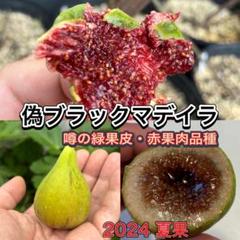 マデイラ大好き穂木セット　イチジク穂木　いちじく穂木 m35140347609_1.jpg?1729649838