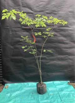 天然山採りアオダモ19 天然山採りアオダモ19 - メルカリ