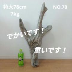 2025年最新】アク抜き済流木の人気アイテム - メルカリ