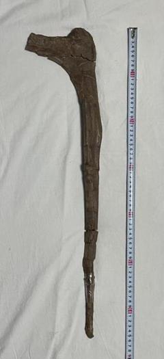 【送料無料/新品】 化石 恐竜ハドロサウルス科の肋骨 実物 産地・種類不明 64 コレクション