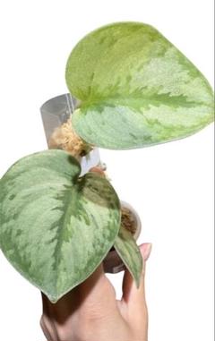 スキンダプサス　ユパ 🌱Scindapsus Yupa🌱 Yupa is characterized by its sparkling