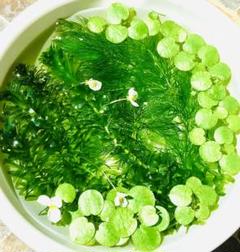 メルカリ アマゾンフロッグピット50株 数量限定 無農薬 水草5種セット 魚用品 水草 980 中古や未使用のフリマ メルカリ アマゾンフロッグピット50株 数量限定 無農薬 水草5種セット 魚用品 水草 980 中古や未使用のフリマ