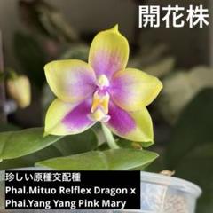 【開花株】ファレノプシス シレリアナ　胡蝶蘭原種 洋蘭 洋ラン 開花株】ファレノプシス 香り 原種交配種 胡蝶蘭 洋蘭 洋ラン