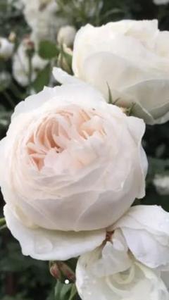 バラ 挿し木苗 ☆ 挿し穂