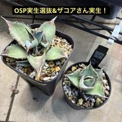 値下げ中Lize血統　ブラックファイヤー　オテロイ実生　キングアーサー　OC株 値下げ中Lize血統 ブラックファイヤー オテロイ実生 キング