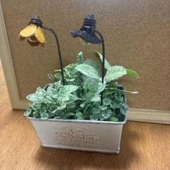 豆電球ガーデンピック2☆多肉植物☆サボテン☆リメ缶☆観葉植物