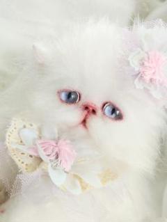 Milky様御予約❤️子猫ちゃん♡ベビー♡アートドール♡ぬいぐるみ♡ 生後3ヶ月♡儚げ美人♡エキゾチック子猫ちゃん♡アートドール