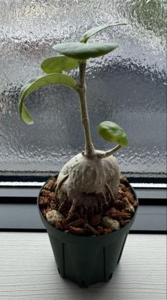 激安特価 アリ植物】伊藤蟻植物農園⭐︎ Hydnophytum. aff. ovatum - メルカリ ビカクシダ