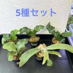 ビカクシダセット10種 ギンカ、ハナビなど - メルカリ