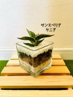 2025年最新】サンスベリア 希少の人気アイテム - メルカリ