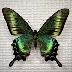 蝶標本 美麗ハチジョウカラスアゲハ春型♂♀ 飼育品 A品 東京都