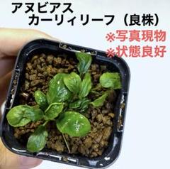 ◆アヌビアス・アイス（良株） #アヌビアス珍さかな屋 水草セット アヌビアス・アイス（良株） #アヌビアス珍さかな屋 水草セット