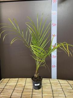 ⑤　フェニックス　ロベレニー　8号特大苗木最高等級極上品‼️　極太 ② フェニックスロベレニー 8号 特大苗木最高等級極上品