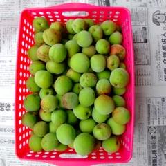 茨城県産南高梅 3kg青梅