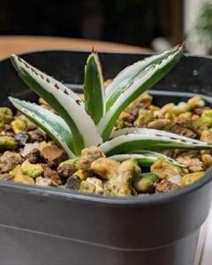 エ*ト様 多肉植物・アガベ・氷山【特選】・スーパーコンパクト・極上美苗 多肉植物 アガベ 特選 スーパーコンパクト 氷山 極上美株 希少