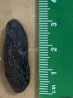 トンカ豆 1粒 3.1cm 賞味期限→2023.1.31