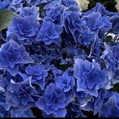 みぃた 紫陽花『深海の色』青色紫陽花配合土壌付き♪ みぃた 紫陽花『深海の色』青色紫陽花配合土壌付き