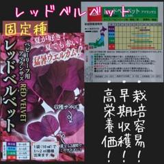 レッドベルベット アマランサスベビーリーフ 固定種 野菜の種 ハーブの種 種