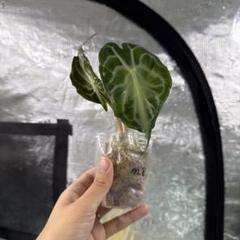 アロカシア ヴェノム Alocasia 'Venom' 管理番号s15 アロカシア ヴェノム Alocasia 'Venom' 管理番号m8 - メルカリ