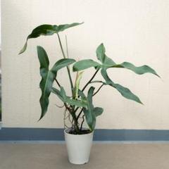 安い観葉植物 フィロデンドロンの通販商品を比較 | ショッピング