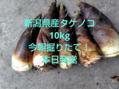 4月8日 早朝掘り　タケノコ　１０キロ　3 楽天市場】たけのこ 10キロの通販