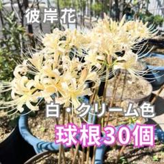 2025年最新】リコリス 球根 白の人気アイテム - メルカリ