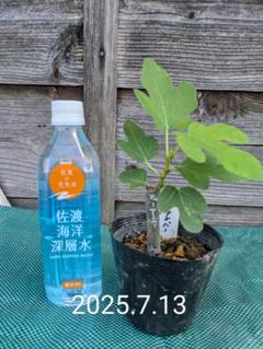 totsuo イチジク いちじく 穂木 苗 Amazon.co.jp: イチジク 無花果 苗 苗木【 ショートブリッジ