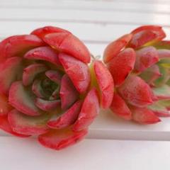 1..*・ホンイェ・*. 多肉植物