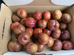 奄美大島産すもも 3kg - あたり果樹園