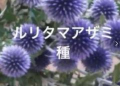 2025年最新】瑠璃玉アザミドライフラワーの人気アイテム - メルカリ